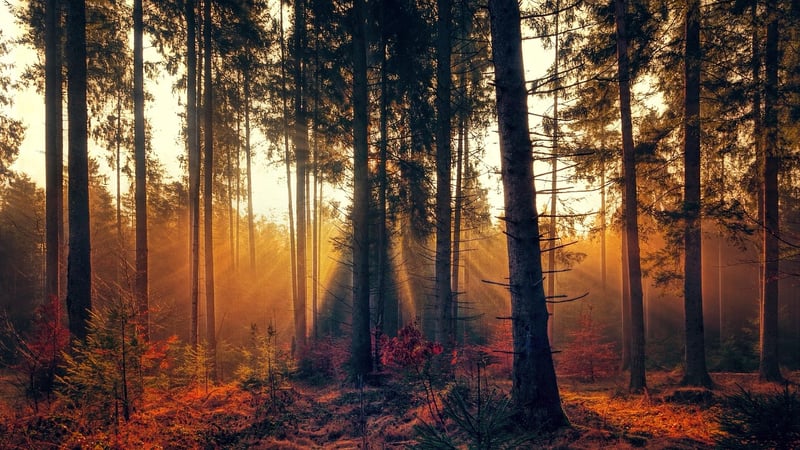 Nature Connection